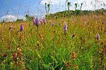 Common spotted orchids (Dactylorhiza fuchsii) flowering in a traditional organic hay meadow alongside Greater knapweed (Centaurea scabiosa) and Yellow rattle (Rhinanthus minor). Gloucestershire, UK, J...
