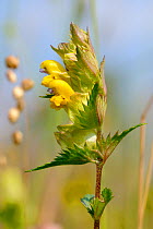 Yellow rattle (Rhinanthus minor) flowering in a traditional organic hay meadow with Quaking grass (Briza media) seedheads behind. Gloucestershire, UK, June.