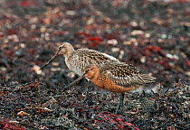 Pair of Bar-tailed Godwits (Limosa lapponica baueri) feeding on the exposed shoreline, Varanger Fjord, Arctic Norway. June