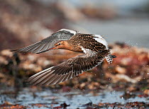 Bar-tailed Godwit (Limosa lapponica baueri) male taking off from his feeding territory on the exposed shoreline, Varanger Fjord, Arctic Norway. June