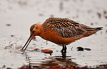 Bar-tailed Godwit (Limosa lapponica baueri) male cleaning its bill after feeding on the exposed shoreline, Varanger Fjord, Arctic Norway. June
