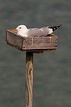 Common Gull (Larus canus) incubating on purpose built nesting platform. These nestboxes were originally placed to encourage gulls to nest near dwellings in order to harvest their eggs as food : but th...
