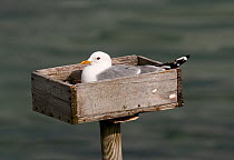 Common Gull (Larus canus) incubating on purpose built nesting platform. These "nestboxes" were originally placed to encourage gulls to nest near dwellings in order to harvest their eggs as food : but...