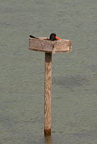 Oystercatcher (Haematopus ostralegus) incubating in a "nest box" placed in a bay of Porsanger fjord. These nest boxes were originally used to provide a supply of eggs for food to local inhabitants, bu...