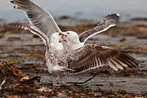 Immature Glaucous Gull (Pluvialis apricaria) fighting an immature Greater Black-backed Gull (Larus marinus), Varanger Fjord, Arctic Norway. June