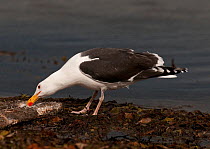 Great Black-backed Gull (Larus marinus) feeding from carcass washed onshore, Varanger Fjord, Arctic Norway. June