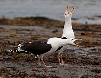 Great Black-backed Gull (Larus marinus) pair "trumpet calling" to claim feeding rights over a carcass washed ashore, Varanger Fjord, Arctic Norway. June