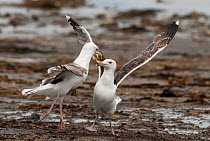 Two immature Great Black-backed Gulls (Larus marinus) aggressively fighting over a carcass washed ashore, Varanger Fjord, Arctic Norway. June