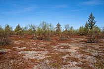 Heath habitat with scattered Hairy Birch (Betula pubescens)  and Scots Pine (Pinus sylvestris)  trees at their northern limit, Ivalo Heath, Karigasniemi, Finnish Lapland. July 2009