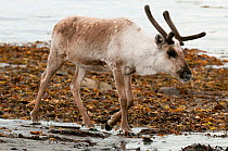 Reindeer stag (Rangifer tarandus) with antlers in velvet, walking along shoreline, Varanger Fjord, Arctic Norway. June