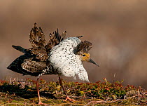 Ruff (Philomachus pugnax) male displaying to attract the attention of a Reeve (female) nearby, Varanger plateau, Arctic Norway. June