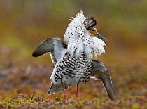 Ruff (Philomachus pugnax) male displaying to attract the attention of a Reeve (female) nearby, Varanger plateau, Arctic Norway. June