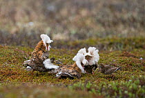 Lek of four Ruffs (Philomachus pugnax) displaying to a Reeve (female) on the communal display ground, Varanger plateau, arctic Norway. June