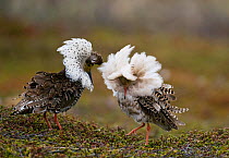 Two male Ruffs (Philomachus pugnax) displaying to attract a Reeve (female) on the communal lekking ground, Varanger plateau, arctic Norway. June