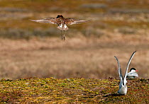Ruff (Philomachus pugnax) male "levitating" display to attract the attention of a Reeve (female) out on the marsh, with Arctic Terns (Sterna paradisaea) alongside, Varanger plateau, Arctic Norway. Jun...