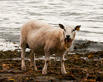 Domestic Sheep (Ovis aries) on shoreline feeding on kelp weed to supplement diet, due to over grazing, Varanger fjord, Arctic Norway. June
