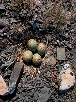 Whimbrel (Numenius phaeopus) nest and four eggs located beside a track, Varanger Plateau, Arctic Norway. June