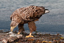 White-tailed eagle (Haliaeetus albicilla) feeding on carcass that has washed up on the tideline, Varanger Fjord, Arctic Norway. June