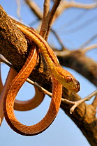 Philippine bluntheaded tree snake (Boiga philippina) coiled round tree branch, Luzon, Philippines, Endemic Species, January, Controlled conditions