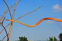 Philippine bluntheaded tree snake (Boiga philippina) moving through the air, between trees. Luzon, Philippines, Endemic Species, January, Controlled conditions