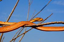 Philippine bluntheaded tree snake (Boiga philippina) moving over branches, Luzon, Philippines, January, Controlled conditions