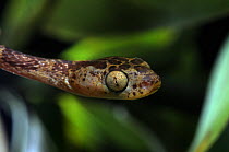Bluntheaded treesnake (Imantodes cenchoa) head portrait, Montagne de Kaw, French Guiana, Controlled conditions