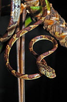 Bluntheaded tree snake (Imantodes cenchoa) head portrait with body coiled around tree branch, Montagne de Kaw, French Guiana, Controlled conditions