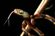 Bluntheaded tree snake (Imantodes cenchoa) head portrait with forked tongue protruding. Montagne de Kaw, French Guiana, Controlled conditions