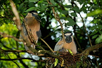 Boat-billed heron (Cochlearius cochlearius) breeding pair, on nest in tree branch, French Guiana, August