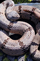 Banded rock rattlesnake (Crotalus lepidus klauberi) portrait, Chiricahua mountains, Arizona, USA,  Controlled conditions.