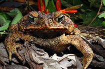 Cane toad (Bufo marinus) head portrait, French Guiana, South America,