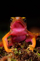 Cayenne stubfoot toad (Atelopus flavescens) Head portrait showing pink colouration of throat, North French Guiana, South America