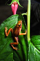 Cayenne stubfoot toad (Atelopus flavescens) climbing plant, North French Guiana, South America