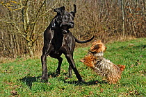 Great Dane (Canis familiaris) fighting with and Yorkshire terrier, in field, France