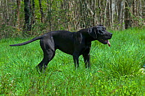 Great Dane  (Canis familiaris) standing in long grass, France