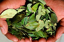 Coca leaves (Erythroxylum coca var. coca)  held in the hand, main commercial source of cocaine, South America