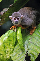 Common Squirrel monkey (Saimiri sciureus sciureus) climbing in tree, French Guiana, South America