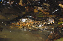 Cuvier's Dwarf caiman (Paleosuchus palpebrosus) Montagne de Kaw, French Guiana, South America,