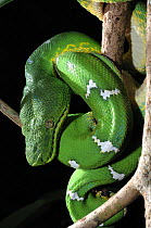 Emerald Tree boa (Corallus caninus) coiled on tree branch, Montagne de kaw. French Guiana, South America, Controlled conditions