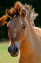 Przewalski's horse (Equus ferus przewalski) head portrait, captive from Central Asia