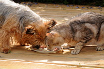 Yorkshire terrier (Canis familiaris) and cat eating  (Felis catus) feeding from same bowl.