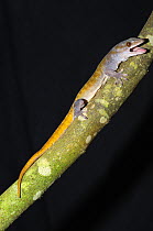 Golden Gecko (Gekko ulikovskii) on branch, tropical forest of Vietnam, Controlled conditions