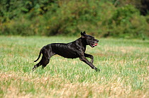 Great Dane (Canis familiaris) running through field, France