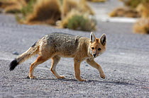 Andean / Culpeo fox (Pseudalopex culpaeus) walking, Eduardo Abaroa nature reserve, S.W. Bolivia, South America