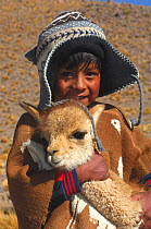 Portrait of a Quechua boy and baby Vicuna (Vicugna vicugna) Bolivia, South America 2008