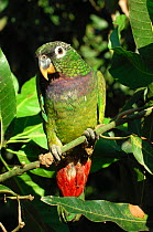 Scaly-headed Parrot (Pionus maximiliani) perched on branch, Bolivia, South America