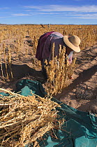 Quechua woman harvesting quinoa, (Chenopodium quinoa) Bolivia, South America 2008