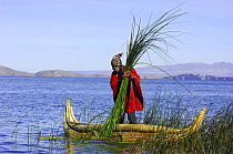Harvesting of Totora (Schoenoplectus californicus ssp. tatora) by a Aymara indian man, to be used as food, and thatch, and for building boats, Titicaca lake. Bolivia, South America 2008