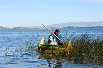 Harvesting of Totora (Schoenoplectus californicus ssp. tatora) by a Aymara indian woman, to be used as food, and thatch, and for building boats, Titicaca lake. Bolivia, South America 2008