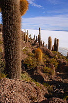 Giant cactus growing between algae fossils (Echinopsis pasacana / atacamensis) Inkawasi island, Salar de Tunupa, Bolivia. 2008